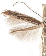 [Ornixolinae - No Genus] quinquistrigella