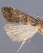 Dichomeris levisella