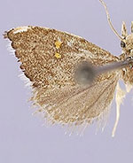 Microcausta bipunctalis