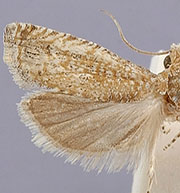 Pelochrista comatulana