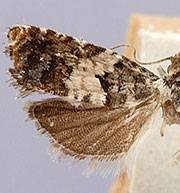 Epinotia heucherana