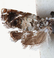Epinotia heucherana