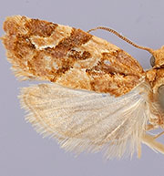 Argyrotaenia hodgesi