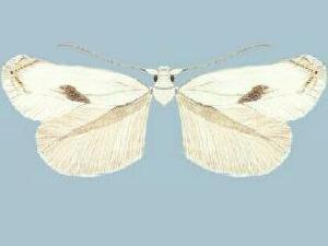 Pseudopostega cretea