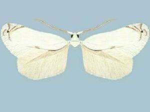 Pseudopostega albogaleriella