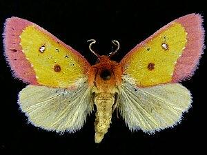 Derrima stellata