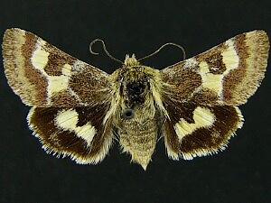 Schinia aetheria
