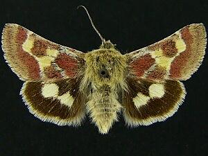 Schinia aetheria