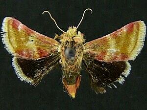 Schinia antonio