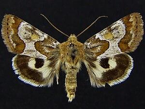 Schinia spinosae