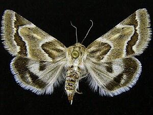 Schinia acutilinea