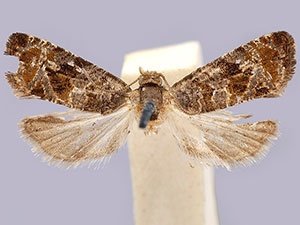 Paralobesia spiraeifoliana