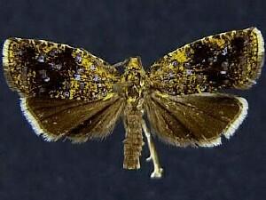 Celypha chalybeana