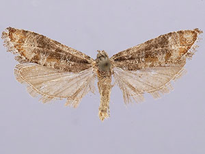 Rhyacionia fumosana