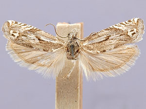 Eucosma misturana