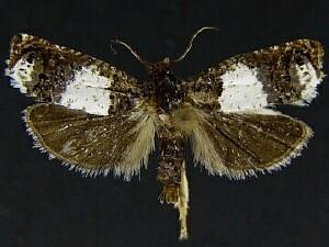 Epiblema scudderiana