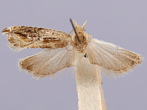 Ancylis brauni