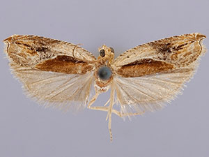 Ancylis definitivana
