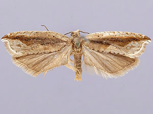 Ancylis goodelliana