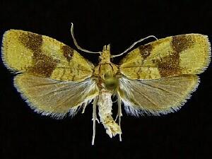 Cenopis saracana