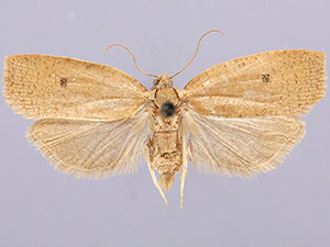Sparganothoides machimiana