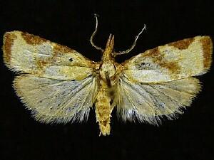 Platynota labiosana