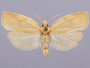 Amorbia knudsoni