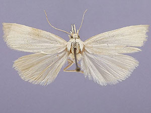 Xubida puritellus