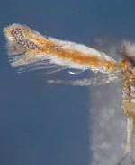 Cameraria shenaniganensis