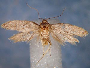 Anoncia porriginosa