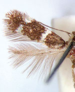 Etainia thoraceleuca