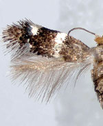 Etainia thoraceleuca