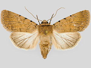 Sympistis goedeni