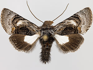 Behrensia bicolor