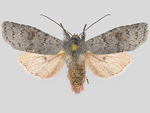 Lithophane tephrina