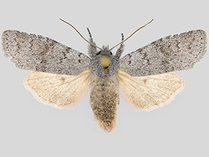 Lithophane tephrina
