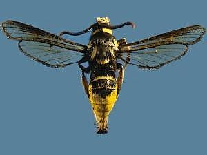Paranthrene simulans