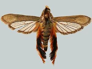 Eichlinia grandis