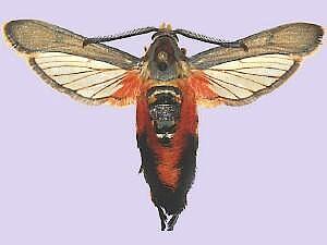 Eichlinia gloriosa