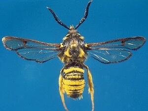 Sesia spartani