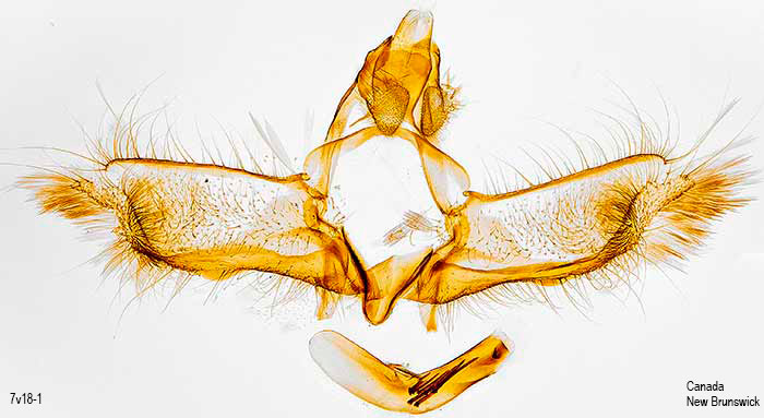 Acleris maculidorsana