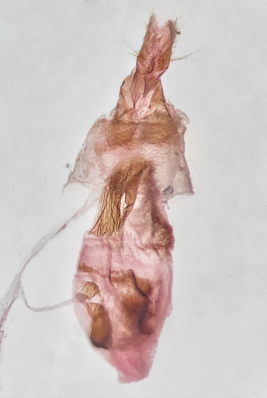 Dichomeris levisella