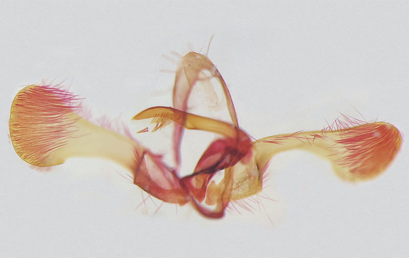Cydia pseudotsugae