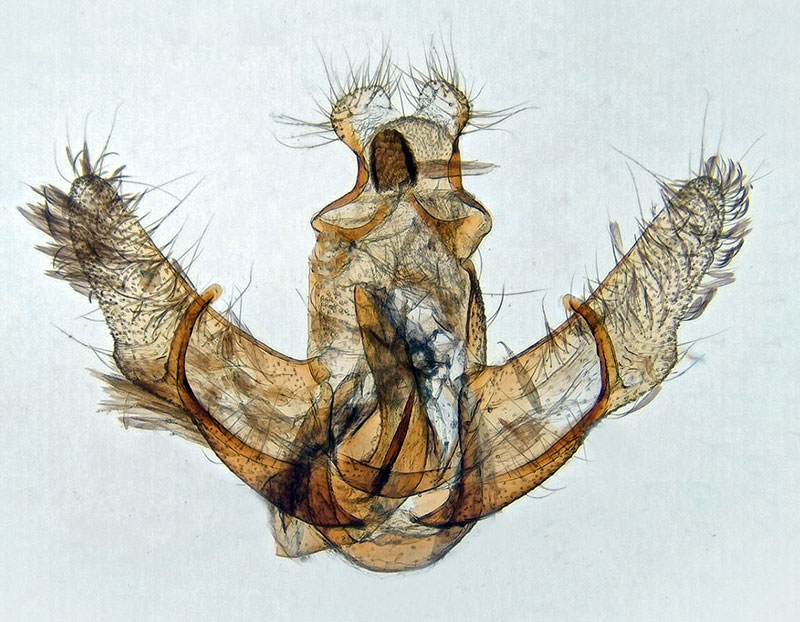 Semioscopis mcdunnoughi