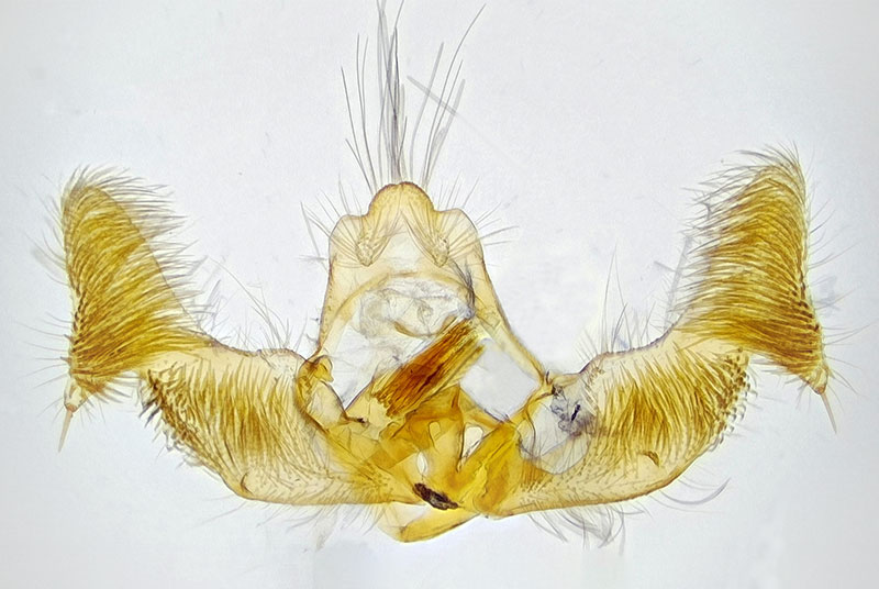 Pelochrista derelicta
