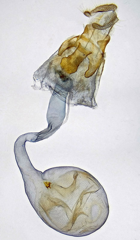 Acleris britannia