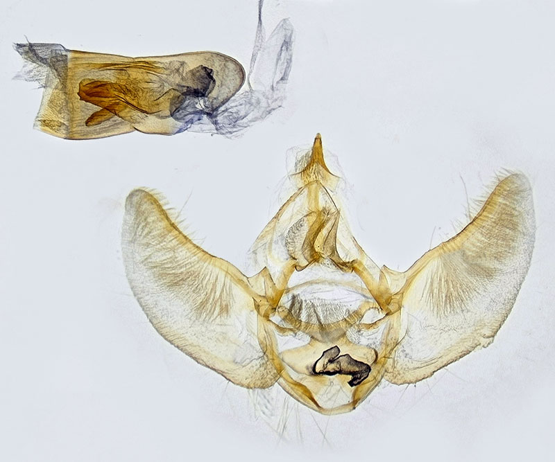 Eupithecia assimilata