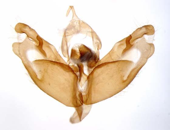 Caradrina subterminata