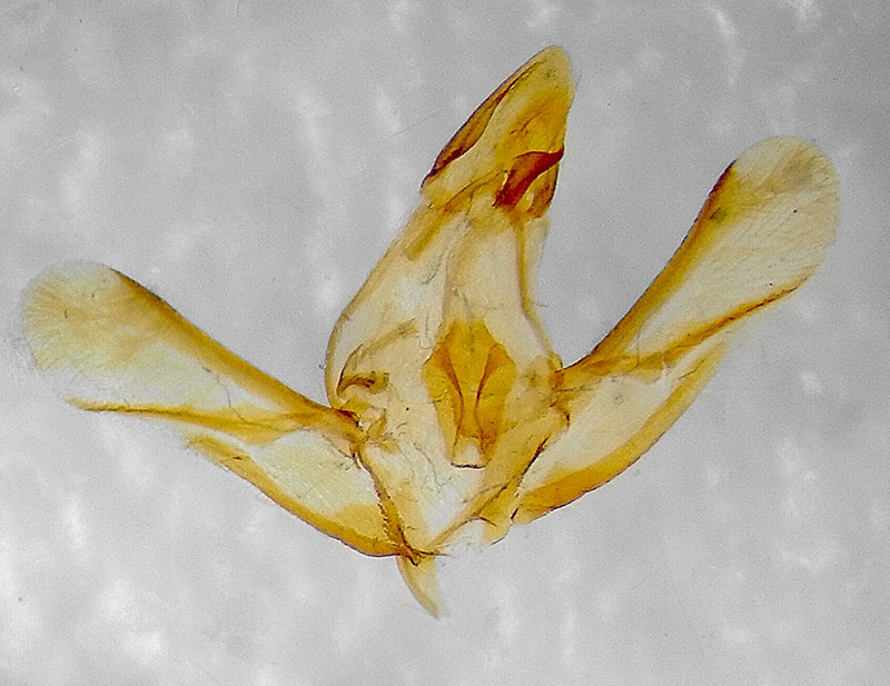 Maricopa lativittella