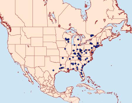 Distribution Data for Psaphida styracis